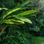 Rooftop Garden Bali: Solusi Hijau untuk Lahan Terbatas